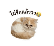 852167243