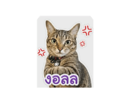 852179504