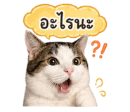 852180593