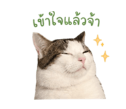 852180620