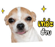 852187321