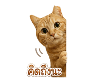 852205504