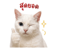 852211289
