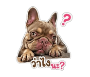 852212775