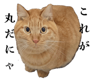 852235566