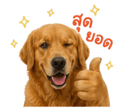 852238262