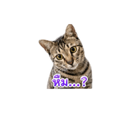 852244141