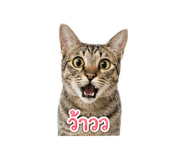 852244145