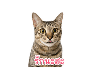 852244151