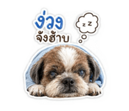 852246250
