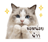 852251411