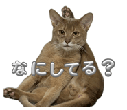 852256241