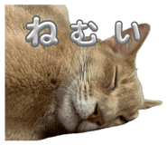 852256250