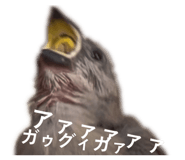 852272388