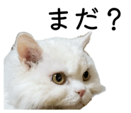 852273090