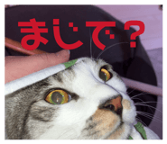 852273955