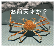 852274390