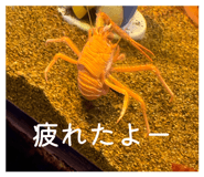 852274394