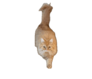852282173