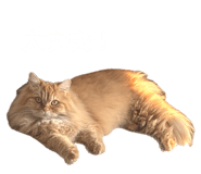852282175