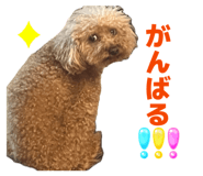 852296520