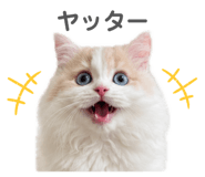 852300126