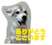 852300338