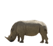 852301183