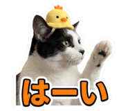 852302042