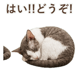 852348381