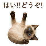 852351181