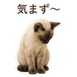 852351184