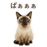 852351194