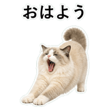 852351556