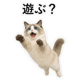 852351561