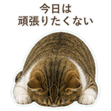 852351582