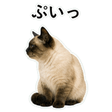 852351616
