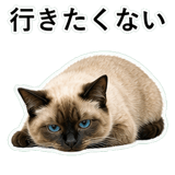 852351634