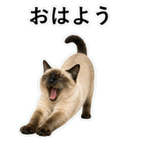 852351636