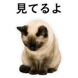 852351644