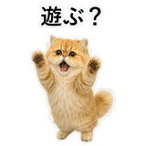 852351817