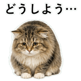 852352135