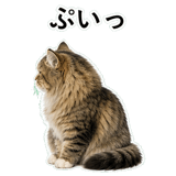 852352136
