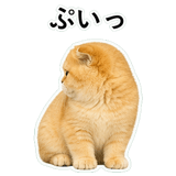852352256
