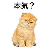 852352257