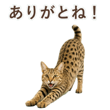 852354641