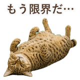 852354645