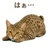 852354650