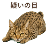 852354651