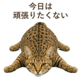 852354654